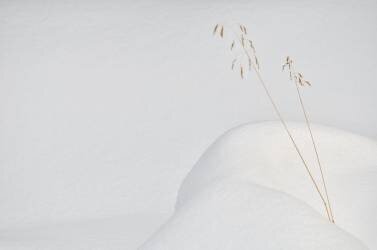 Lonely in the snow (Miquel Angel artus) - Muzeo.com