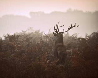 Longing for the great forest (Robert Fabrowski) - Muzeo.com