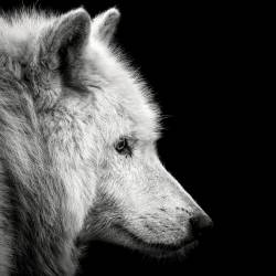 Loup blanc (Christian Meermann) - Muzeo.com