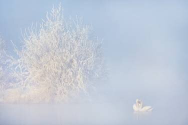 Love story in the Winter (Annie Poreider) - Muzeo.com