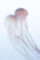 Lovers (Takeshi Marumoto) - Muzeo.com