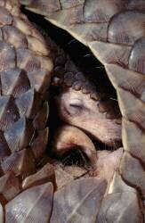 Malayan Pangolin - Asia ; Pangolin de Malaisie endormi - Asie (Roland Seiter) - Muzeo.com