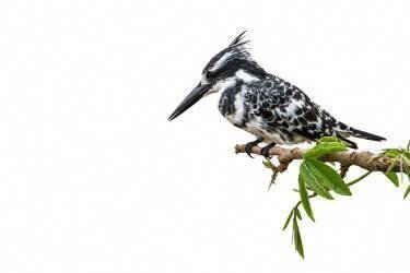 Martin-pêcheur pie (Ceryle rudis) sur une branche, Kruger, Afrique du Sud (Patrice Correia) - Muzeo.com