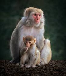 Me and Mamma (Sayyed Nayyer Reza) - Muzeo.com