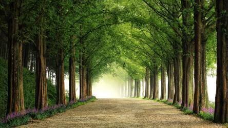 Metasequoia Road (Tiger Seo) - Muzeo.com