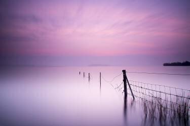 Milky pink (Kieran O Mahony) - Muzeo.com