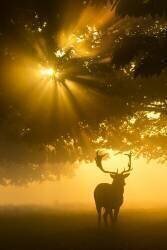 Mist on tree can't stop sunshine (Kutub Uddin) - Muzeo.com