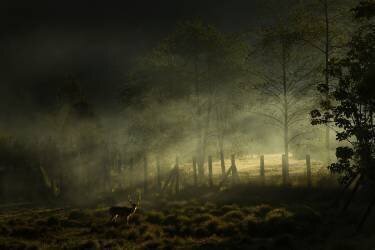 Misty Morning (Nunu Rizani) - Muzeo.com