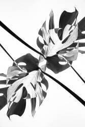 Kaléidoscope de Monstera 03 (1x Studio III) - Muzeo.com