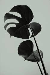 Monstera Teal 01 (1x Studio III) - Muzeo.com