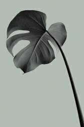 Monstera Teal 02 (1x Studio III) - Muzeo.com