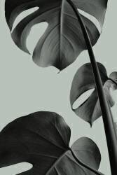 Monstera Teal 03 (1x Studio III) - Muzeo.com