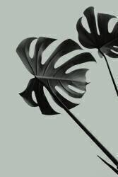 Monstera Teal 09 (1x Studio III) - Muzeo.com
