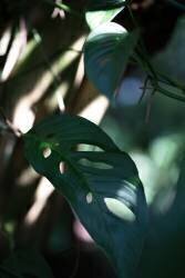 Monstrea Leaves Nature 2 (1x Studio III) - Muzeo.com
