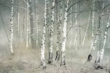Morning silence (Nel Talen) - Muzeo.com