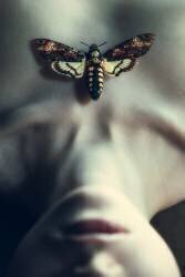 Moth (Magdalena Russocka) - Muzeo.com