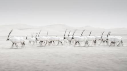 Mouvement (Dan Newton) - Muzeo.com