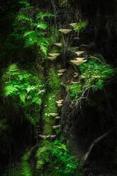 Mushroom Wall (Petri Damstén ) - Muzeo.com