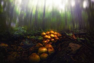 Mushrooms in the Autumn Forest (Michael) - Muzeo.com