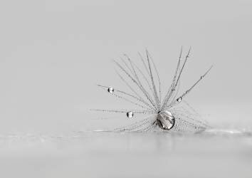 My Silver Spider (Heidi Westum) - Muzeo.com
