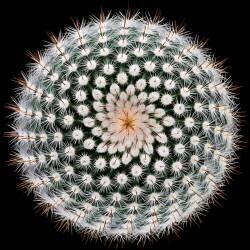 Notocactus scopa (Victor Mozqueda) - Muzeo.com