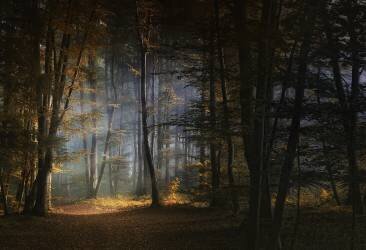 November morning (Norbert Maier) - Muzeo.com