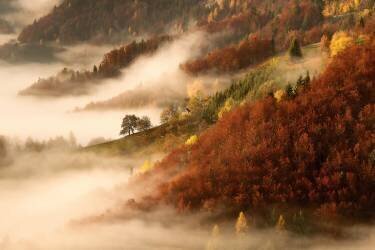 November's fog (Bor) - Muzeo.com