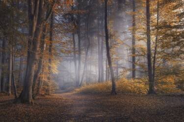 Jours d'octobre (Norbert Maier) - Muzeo.com