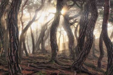 Vieux arbres (Tiger Seo) - Muzeo.com