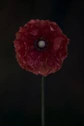 One red poppy (Lotte Gronkjar) - Muzeo.com