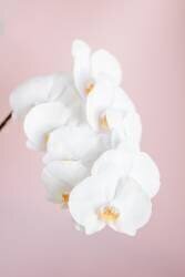 Orchidée 2 (1x Studio III) - Muzeo.com
