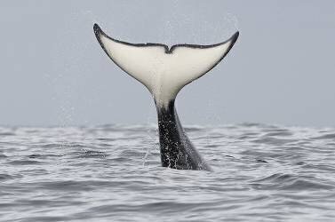 Orque battant la surface de l'eau, baie de Monterey, Californie (Chase Dekker) - Muzeo.com