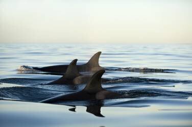 Orques nageant en surface, Océan Pacifique (Christopher Swann) - Muzeo.com