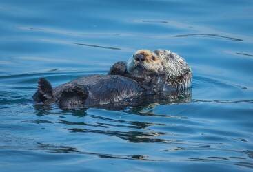 Otters basking in the Alaskan sun (Jeffrey C. Sink) - Muzeo.com
