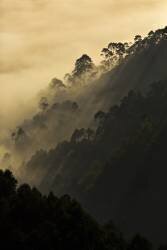 Ouganda, Parc Bwindi (anonyme) - Muzeo.com