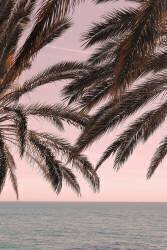 Palm 11 (1x Studio III) - Muzeo.com