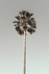 Palm 1 (1x Studio III) - Muzeo.com