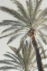 Palm 5 (1x Studio III) - Muzeo.com