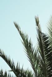 Palm leaves and sky 2 (1x Studio III) - Muzeo.com