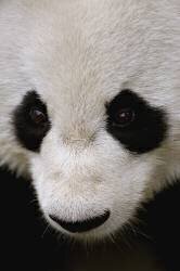 Panda Géant, Ailuropoda melanoleuca (Pete Oxford) - Muzeo.com