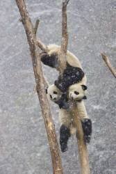 Pandas (Juan-Carlos Muñoz) - Muzeo.com
