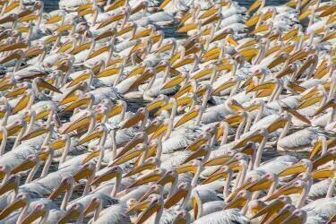Parade du Pélican (Natalia Rublina) - Muzeo.com