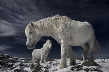 Partners (Bragi Ingibergsson) - Muzeo.com