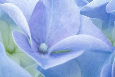 Pastel (Corinna van der Ven) - Muzeo.com