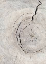 Bois à motif 2 (1x Studio III) - Muzeo.com