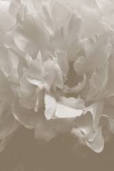 Peony 9 (1x Studio III) - Muzeo.com