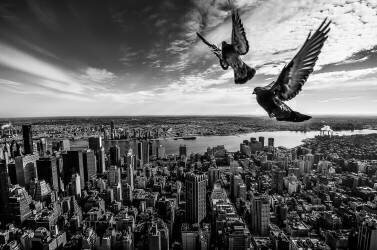 Pigeons on the Empire State Building (SergioSousa) - Muzeo.com