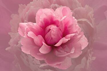Pink Lady (Richard Urbanski) - Muzeo.com