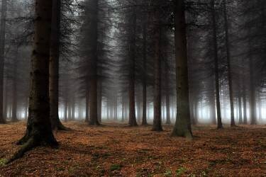 Place of silence (Dragisa Petrovic) - Muzeo.com