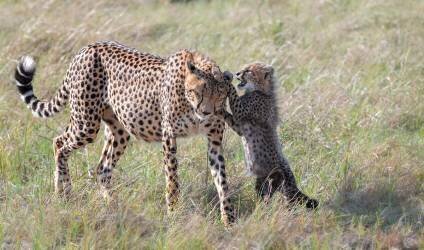 Play with Mom (Jie Fischer) - Muzeo.com